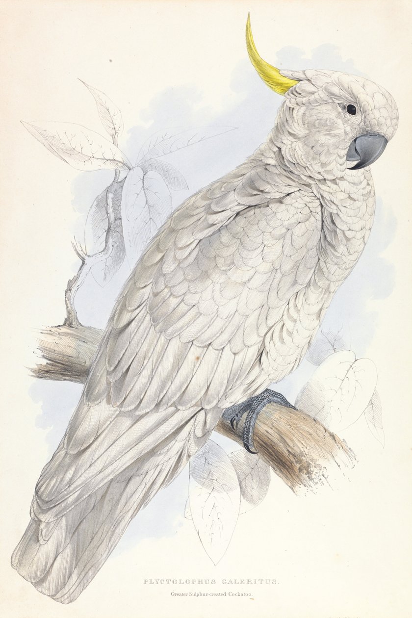Plyctolophus Galeritus. Catatua de crista de enxofre. de Edward Lear