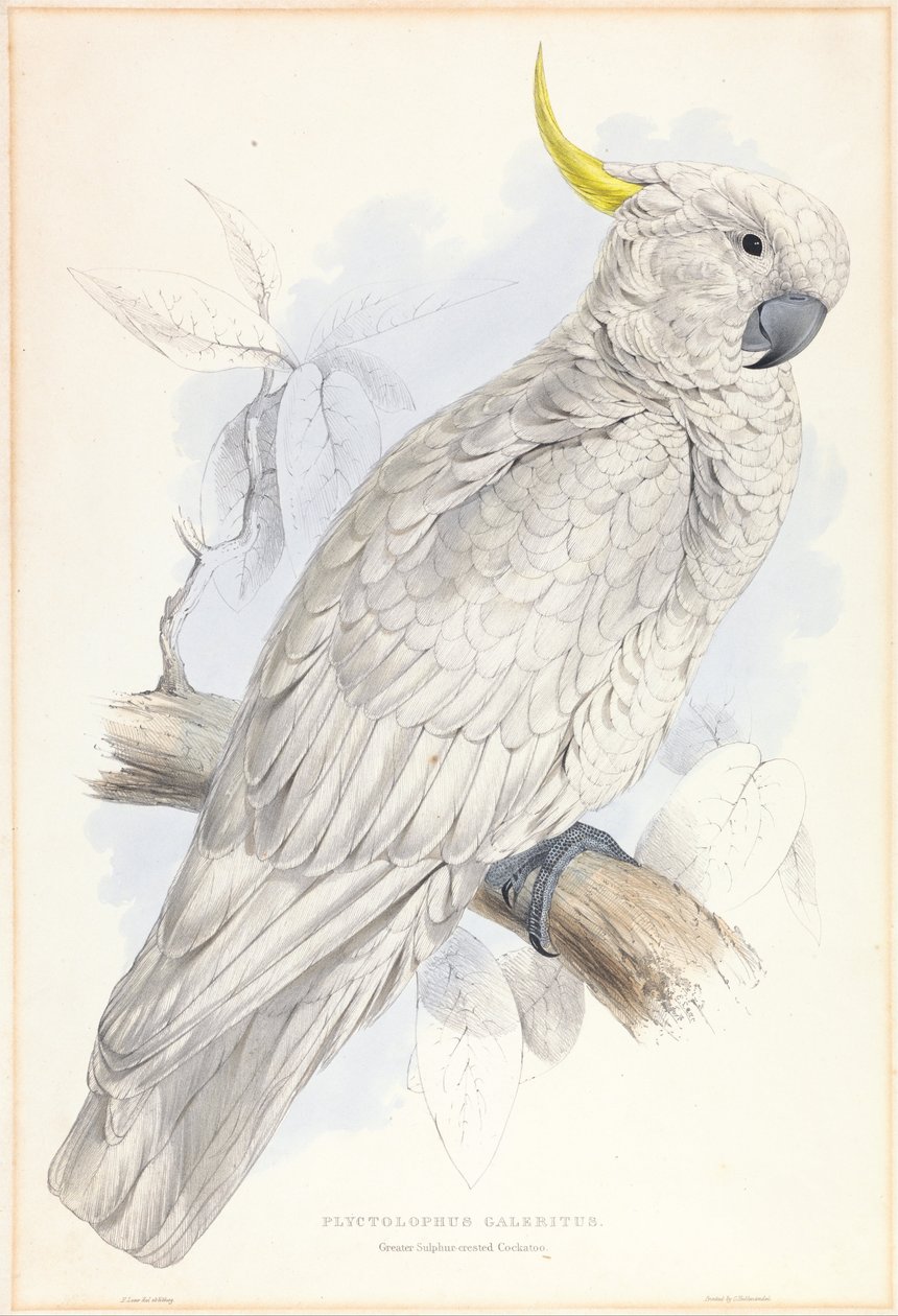 Plyctolophus Galeritus. Catatua de crista de enxofre. de Edward Lear
