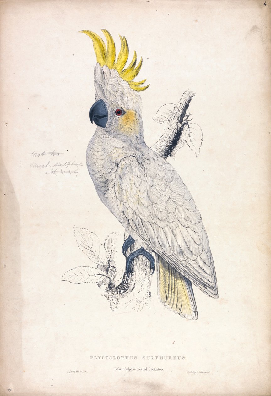 Plyctolophus sulphureus / Cacatua-de-crista-amarela-pequena (Lâmina 4) de Edward Lear