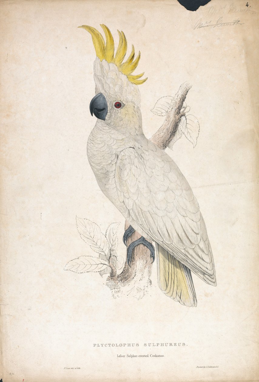 Plyctophus sulphureus / Cacatua-de-crista-amarela-pequena (Lâmina 4) de Edward Lear