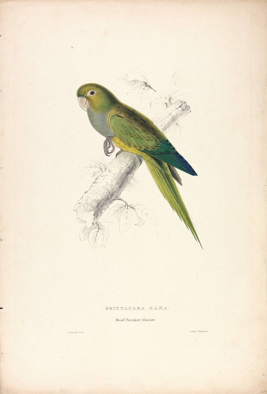 Psittacara Naria / Periquito-anão-arara (Placa 12) de Edward Lear