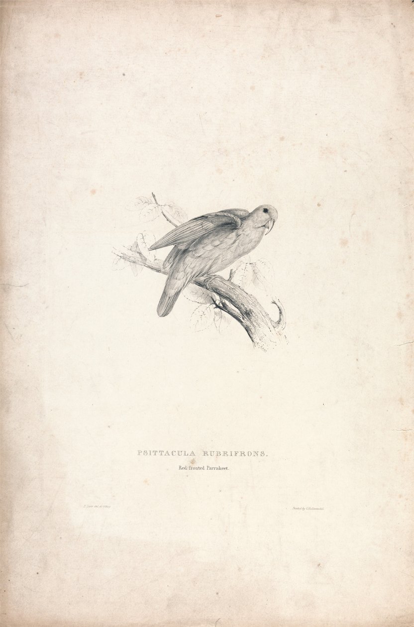 Psittacula rubrifrons / Periquito-de-testa-vermelha (Lâmina 41) de Edward Lear
