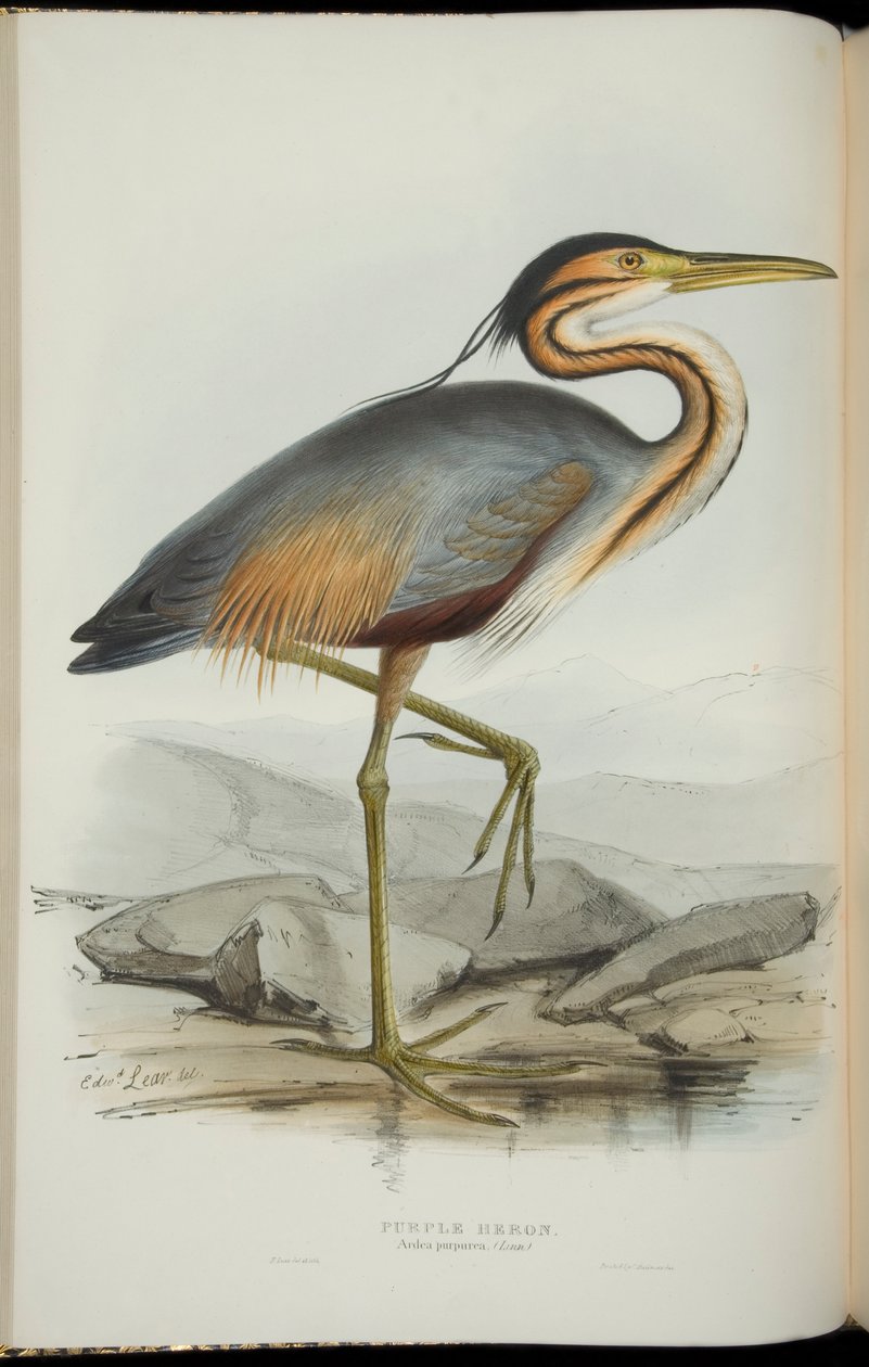 Purple Heron, de "The Birds of Europe", de John Gould de Edward Lear