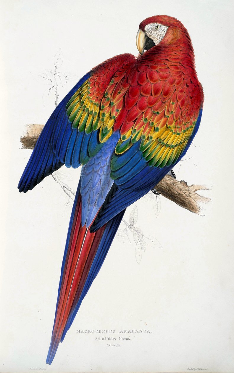 Arara Vermelha e Amarela (Macrocercus aracanga), de Ilustrações da Família de Psittacida, ou Papagaios, pub. 1832 (gravura a cores) de Edward Lear