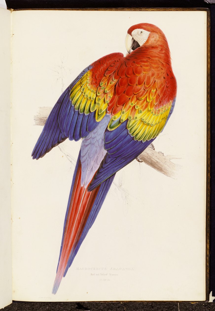 Arara vermelha e amarela de Edward Lear