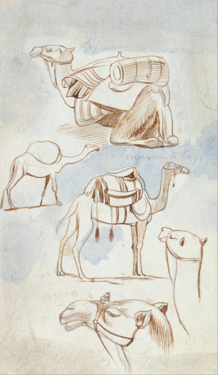 Estudos de esboços de camelos de Edward Lear