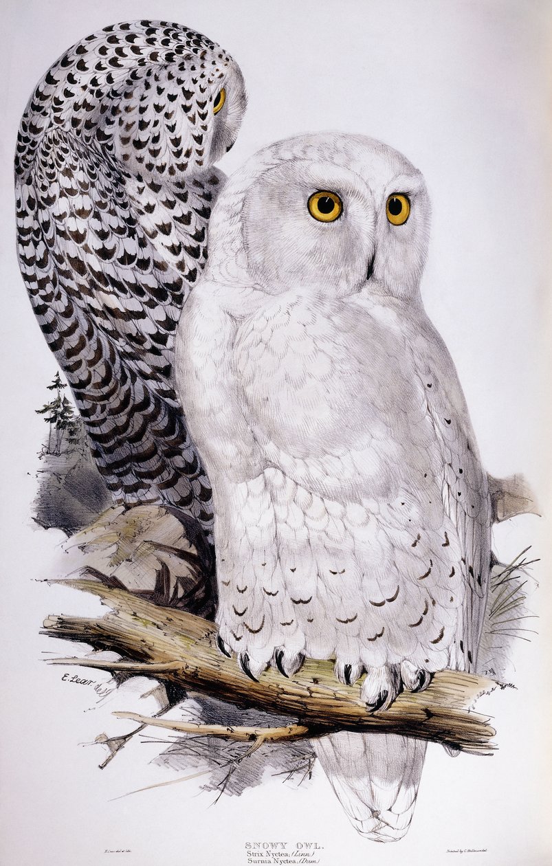 Coruja-das-neves, 1832-1837 de Edward Lear