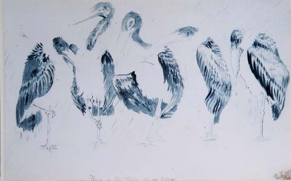 Estudos de Cegonhas de Edward Lear