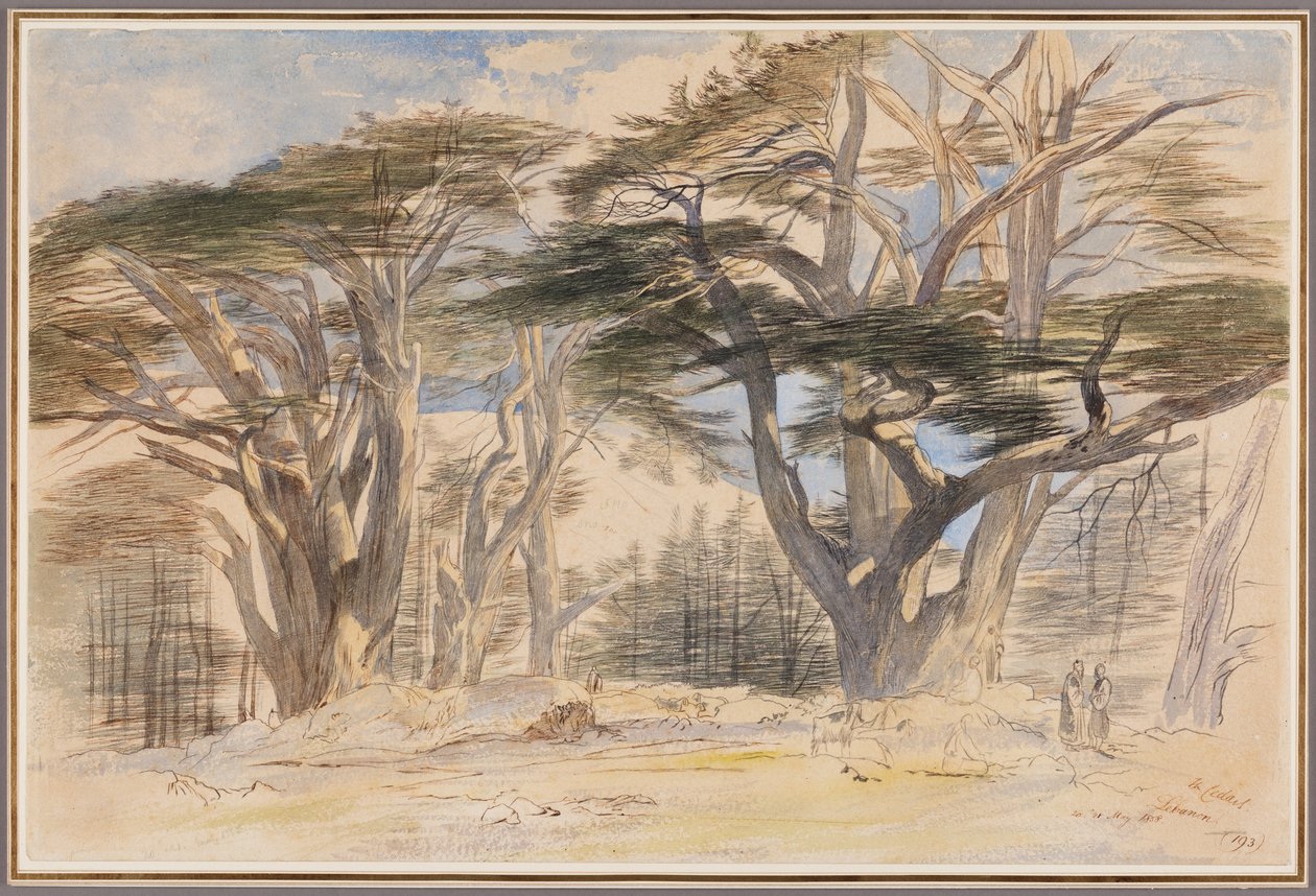 Os cedros do Líbano de Edward Lear