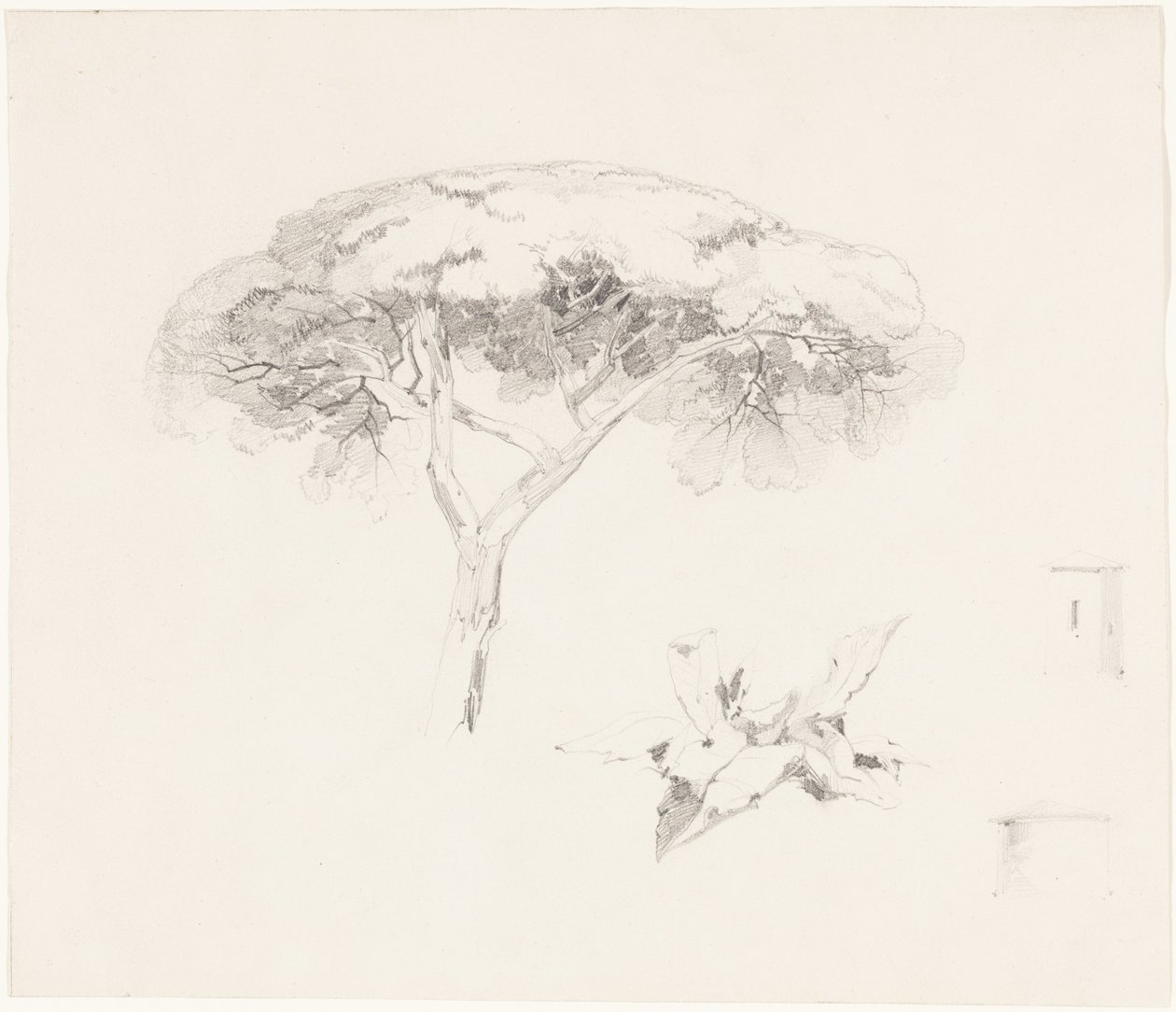 O Pinheiro-guarda-chuva e outros estudos de Edward Lear
