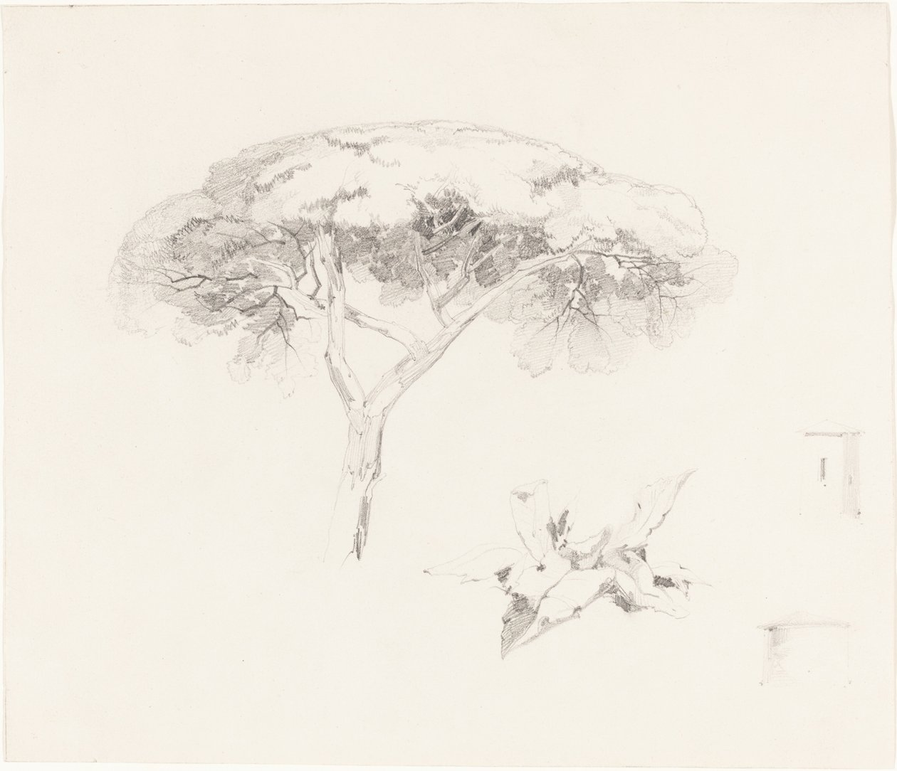 Umbrella Pine e outros estudos, 18391845. de Edward Lear