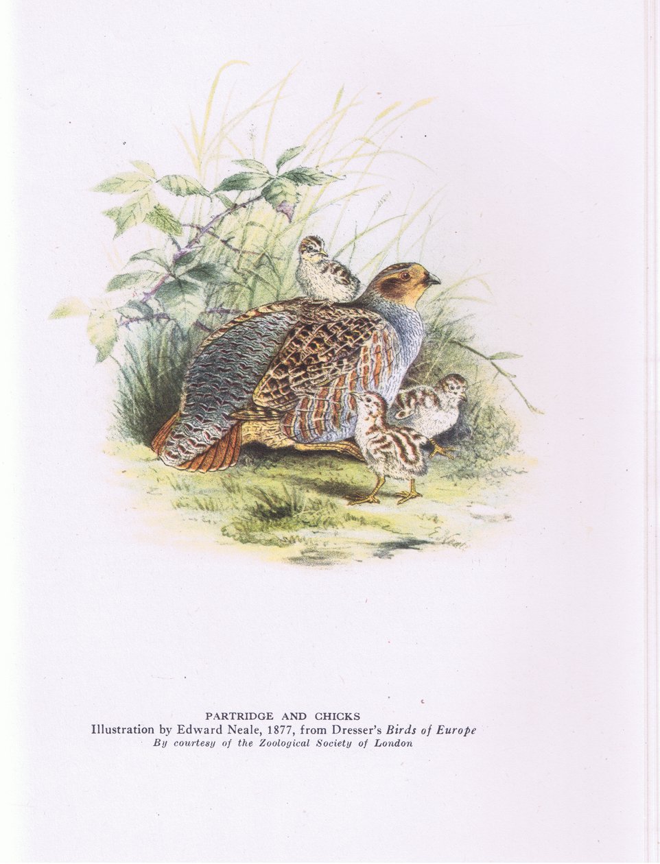 Partridge and chicks, Nature in Britain publicado pela Collins de Edward Neale