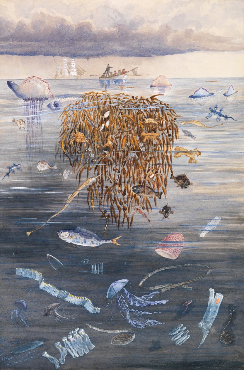 Vida marinha no Atlântico Norte, 1873 de Edward Roper