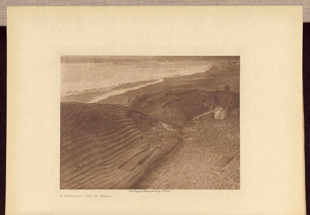 Uma baleia parcialmente cortada de Edward S. Curtis