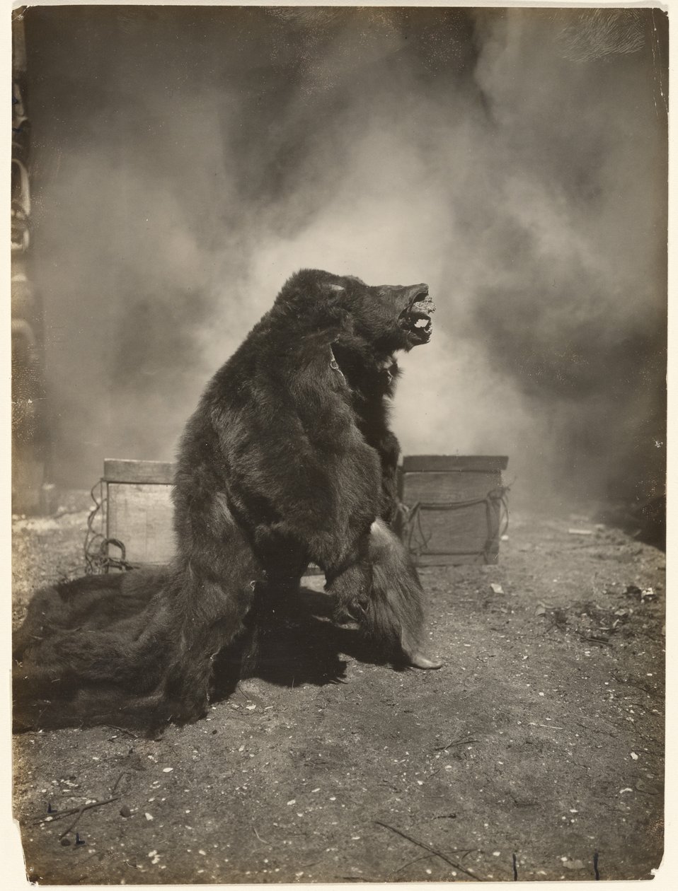 Deixem o astuto urso-negro fazer a sua dança de Edward S. Curtis