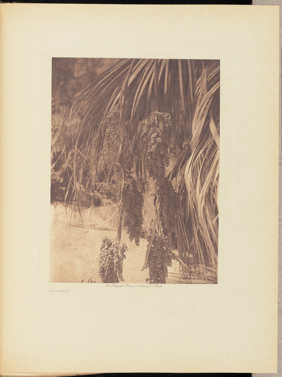 Frutos de palma de Edward S. Curtis