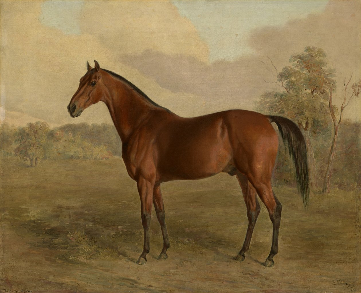 Pica-pau de Kentucky, 1834 de Edward Troye