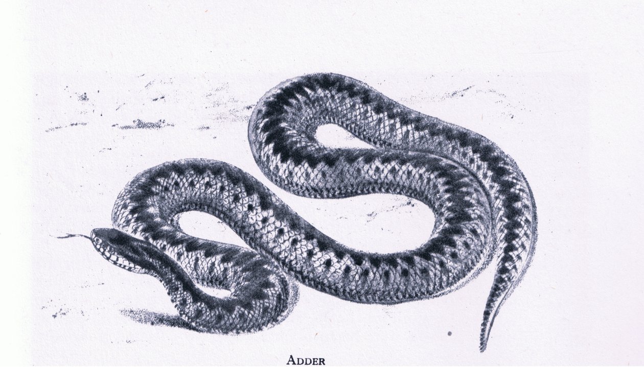 Adder, Nature in Britain publicado pela Collins de Edward William (after) Cooke