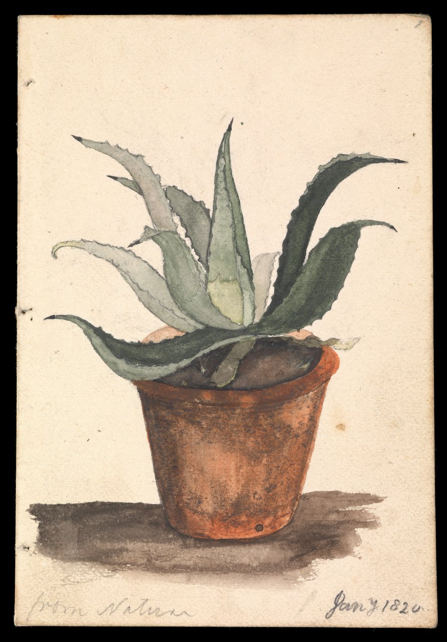 Um vaso de flores com um cato a crescer, com a inscrição "da natureza de Edward William Cooke