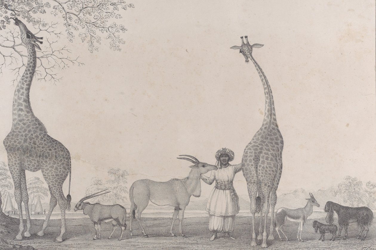 As majestosas e graciosas girafas, ou cameleopards, com alguns animais raros da gazela..., 1838. de Edward Williams Clay
