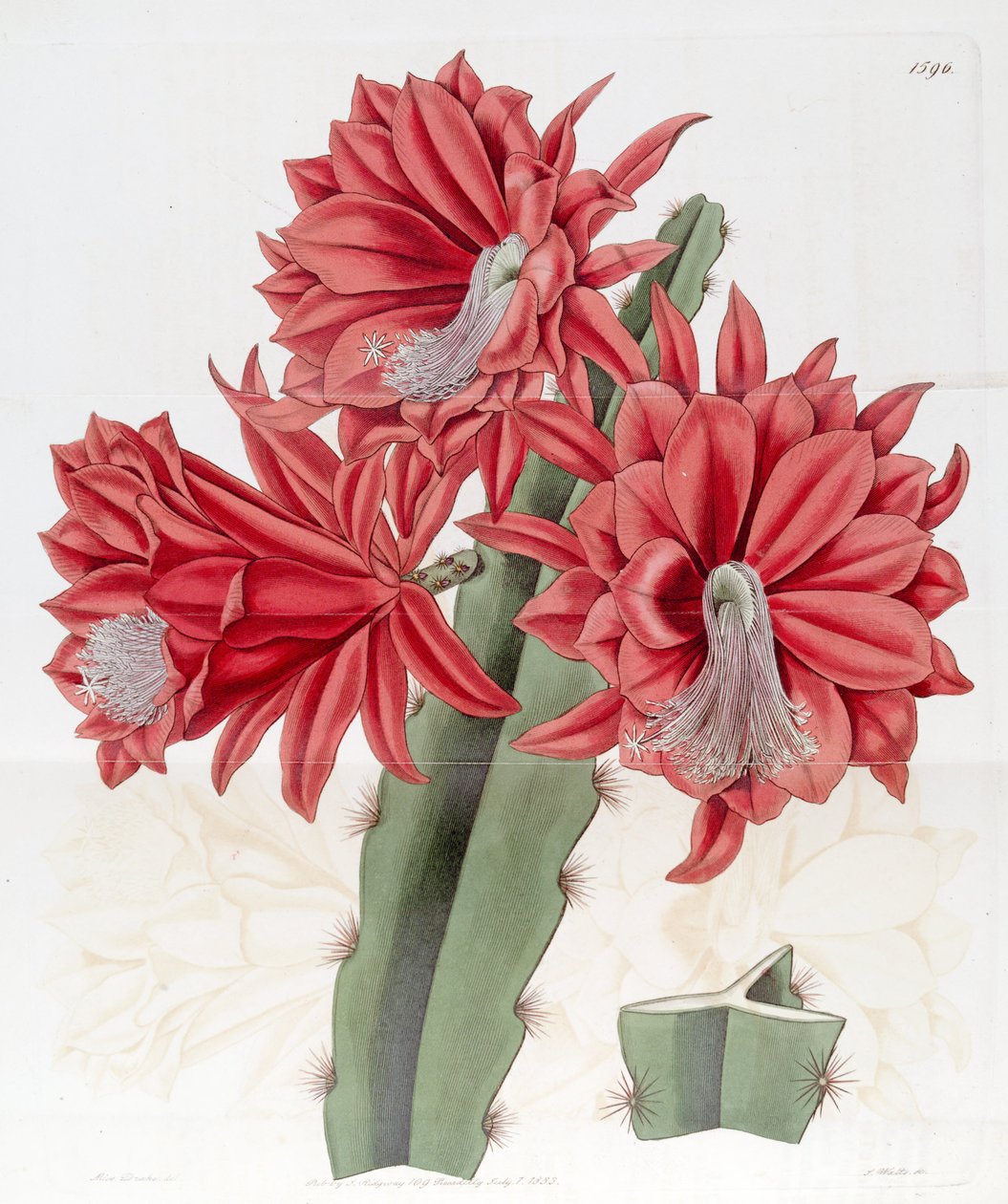 Heliocereus × hybridus &39;tijolo&39; de Edwards