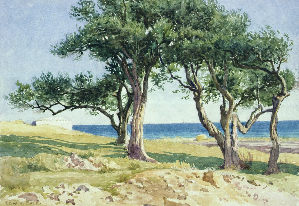 Oliveiras velhas, Bordighera de Edwin Bale