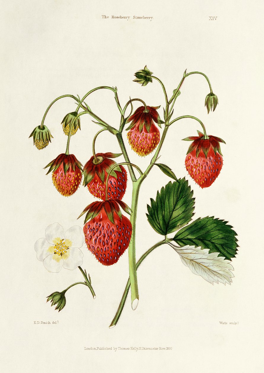 O morango de Roseberry, gravado por Watte, pub. por Thomas Kelly, Londres, 1830 de Edwin Dalton Smith