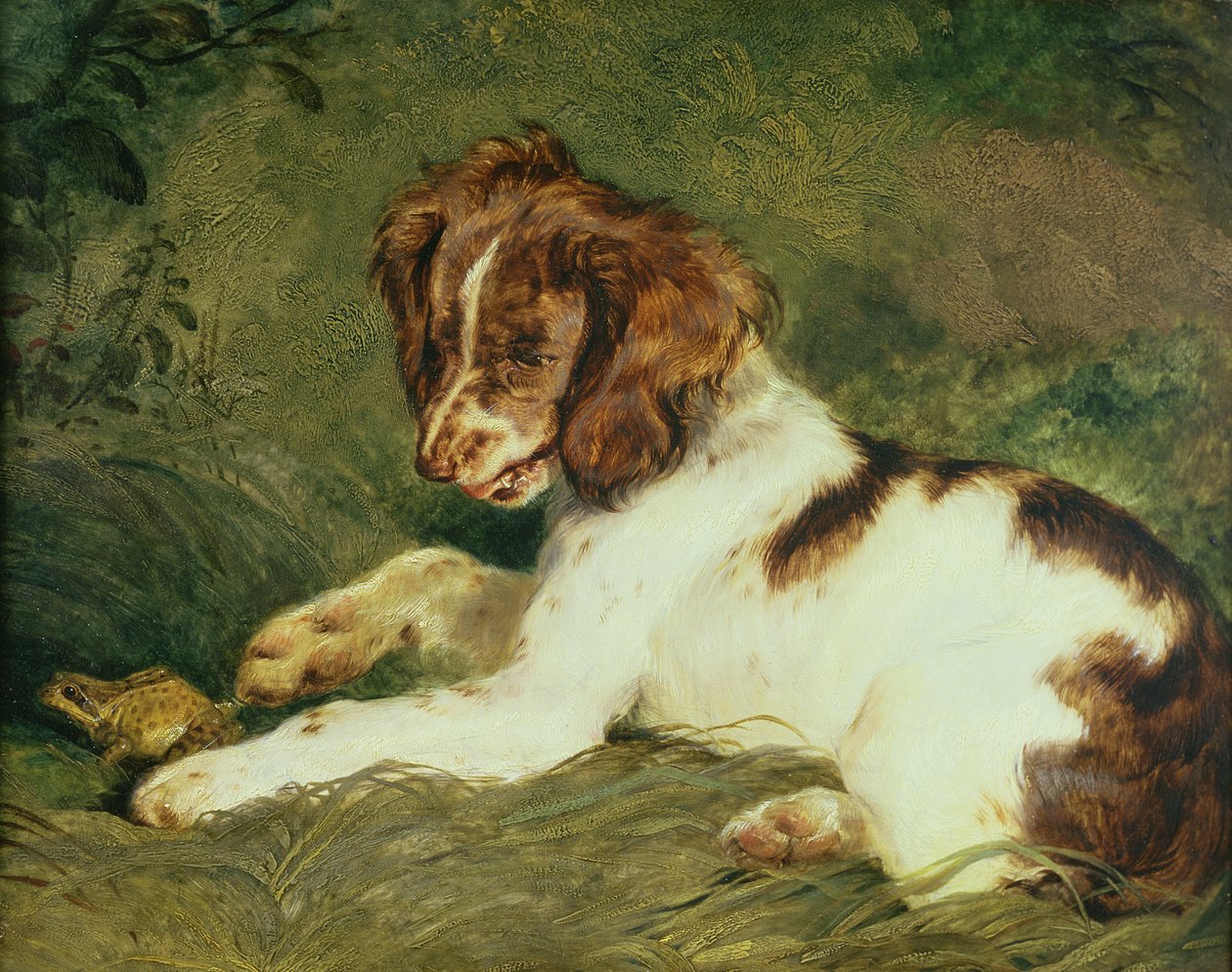 Um filhote de cachorro provocando um sapo, 1824 (painel) de Edwin Landseer