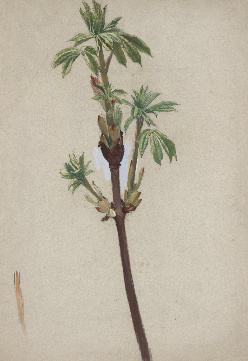 Estudo das plantas de Edwin Austin Abbey