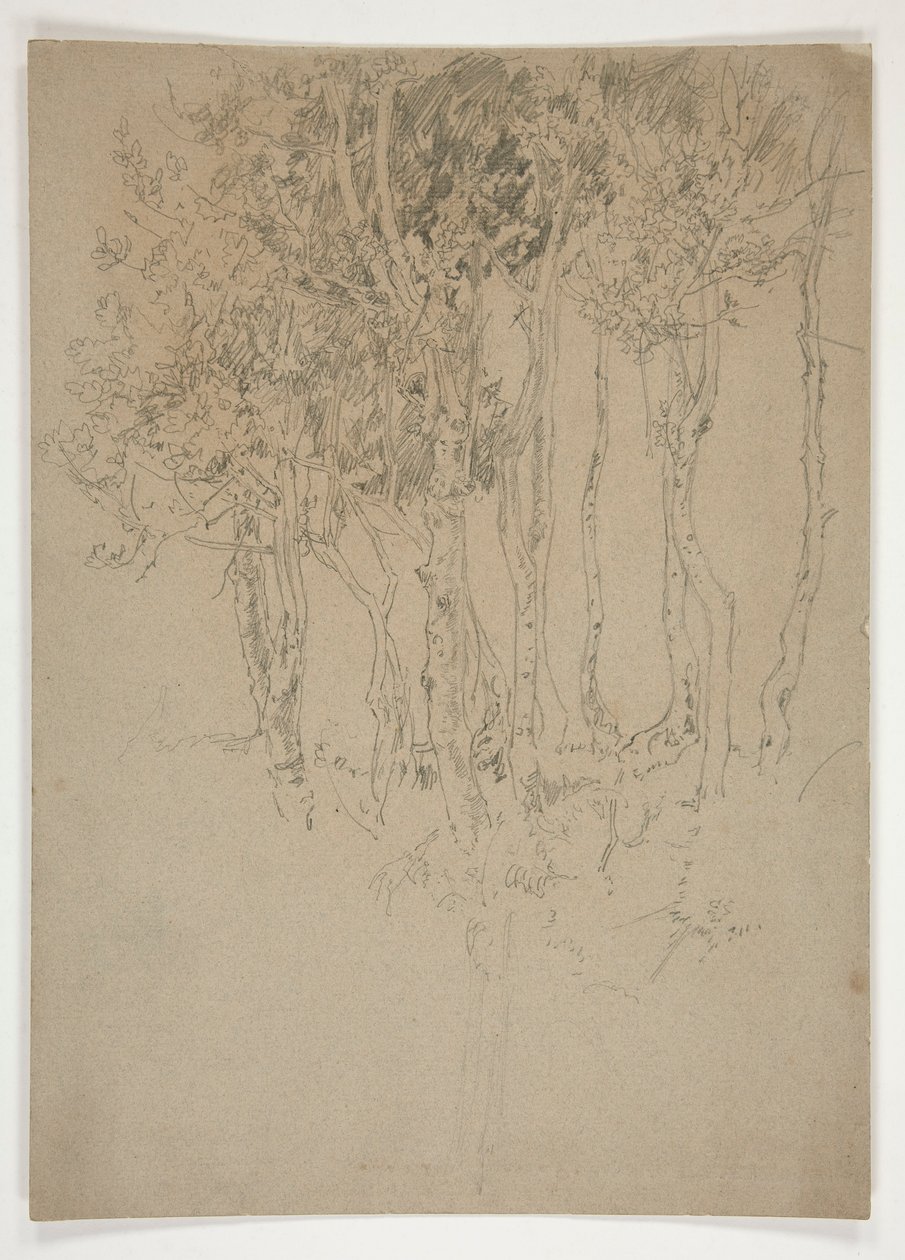 Esboço de um bosque de árvores de Edwin Austin Abbey