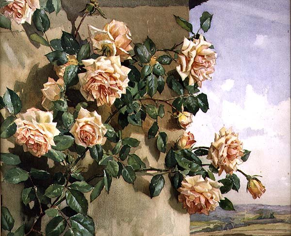 Rosas sobre uma parede de Edwin Byatt