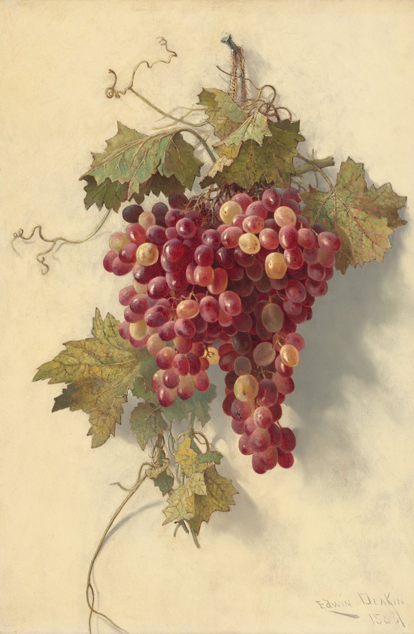 Uvas contra a parede branca de Edwin Deakin