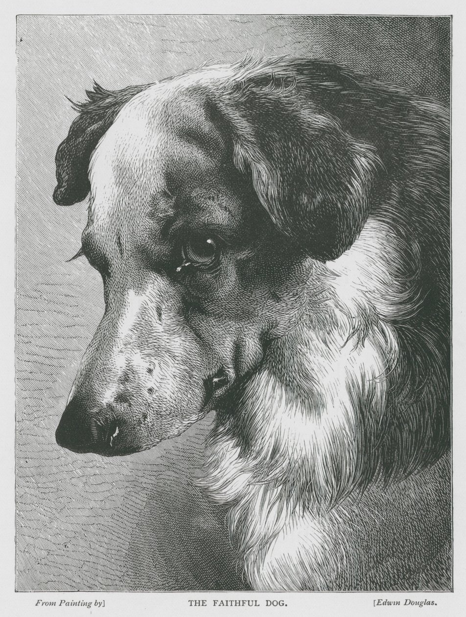 O cão fiel (gravura) de Edwin Douglas