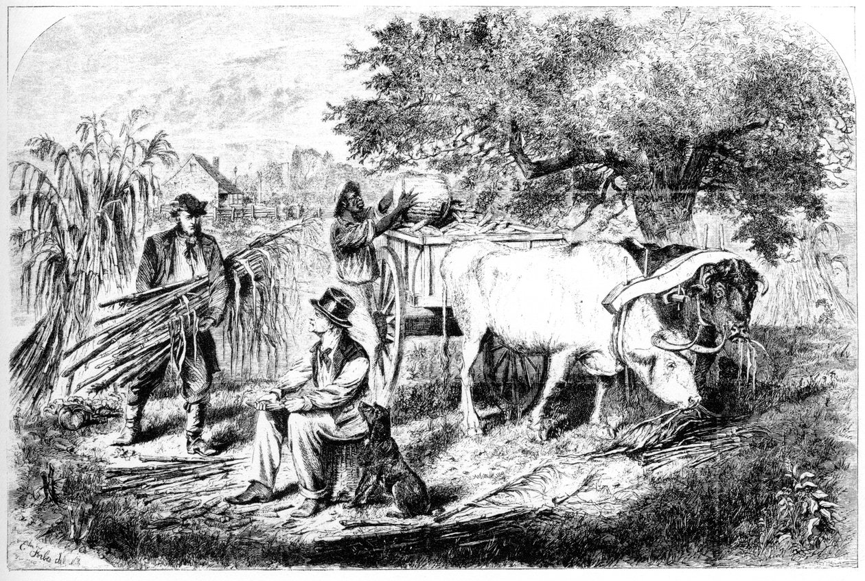 Bois transportando milho, século XIX. de Edwin Forbes
