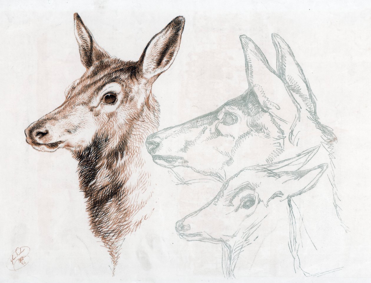 Fac-símile de um desenho de Sir E Landseer, 1874. de Edwin Landseer
