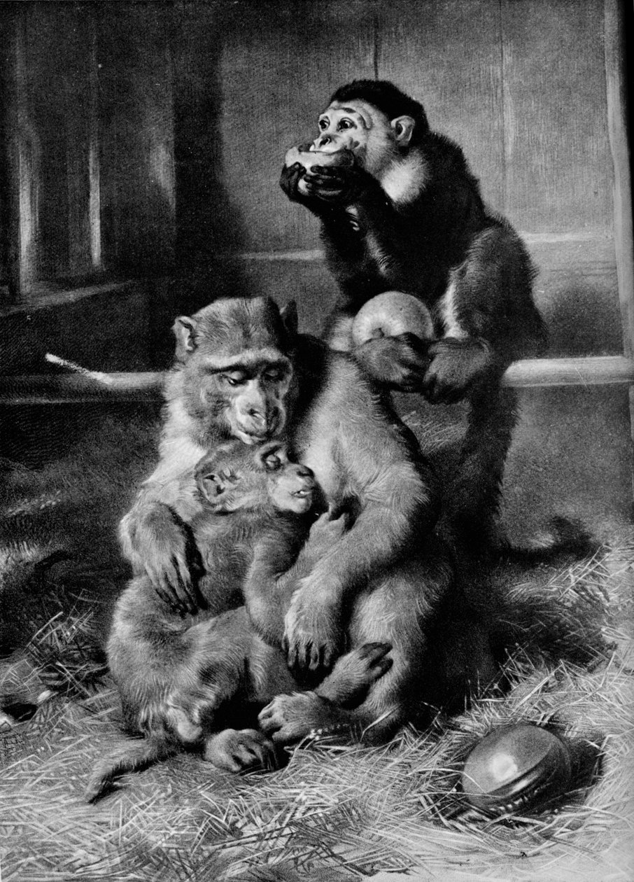 O Macaco Doente, 1875, 1912 de Edwin Landseer