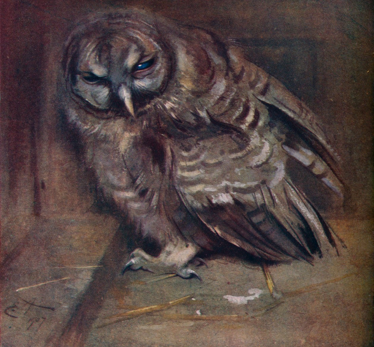 Uma jovem coruja marrom, 1907 de Edwin John Alexander