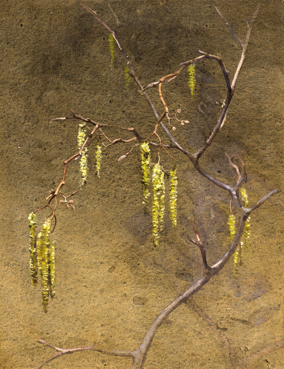 Catkins (aguarela) de Edwin John Alexander