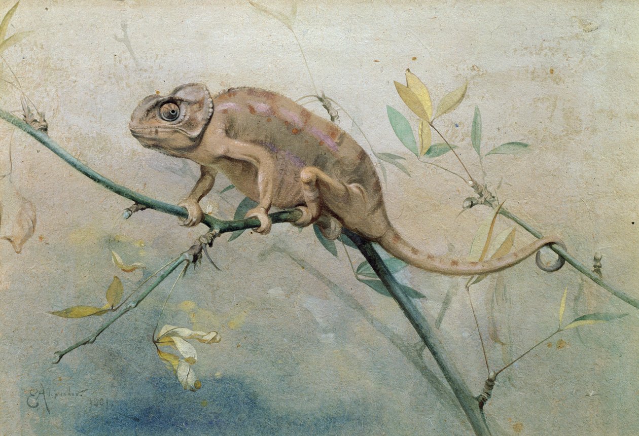 Camaleão, 1901 (wc no papel) de Edwin John Alexander
