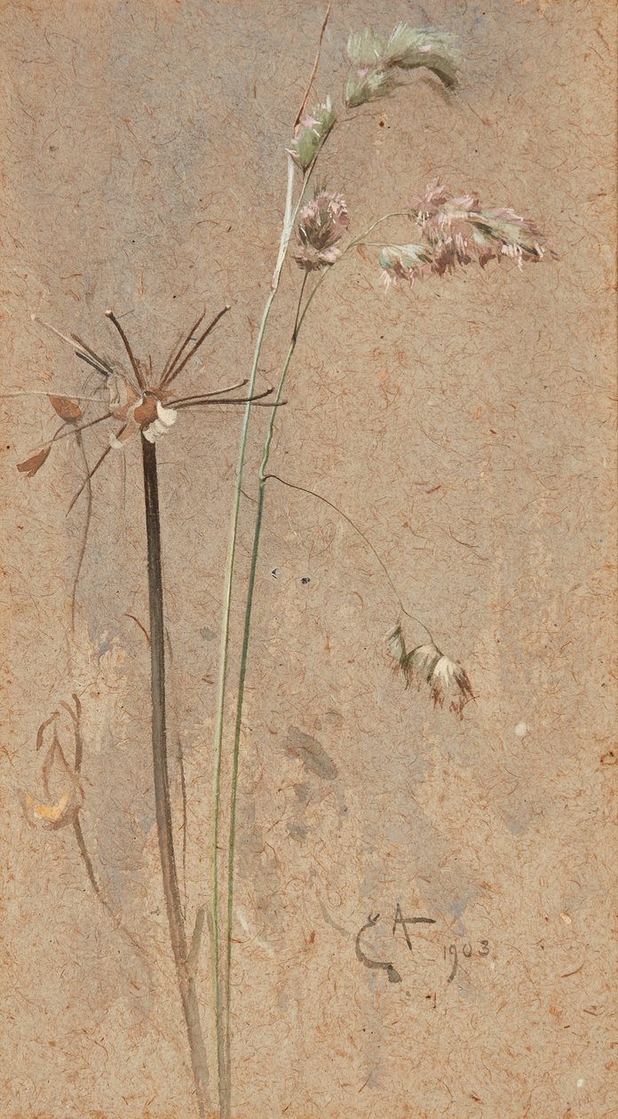 Cocksfoot Grass (aquarela sobre papel amarelo) de Edwin John Alexander