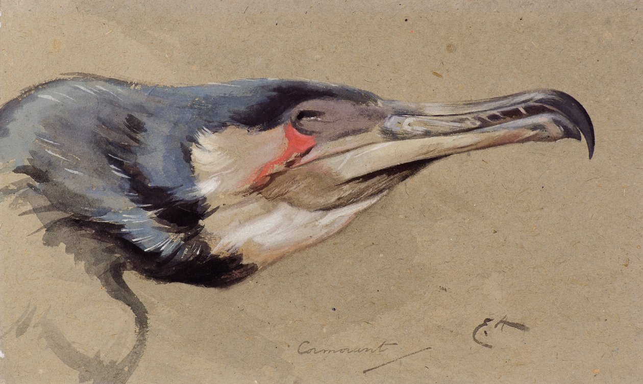Corvo-marinho (aquarela) de Edwin John Alexander