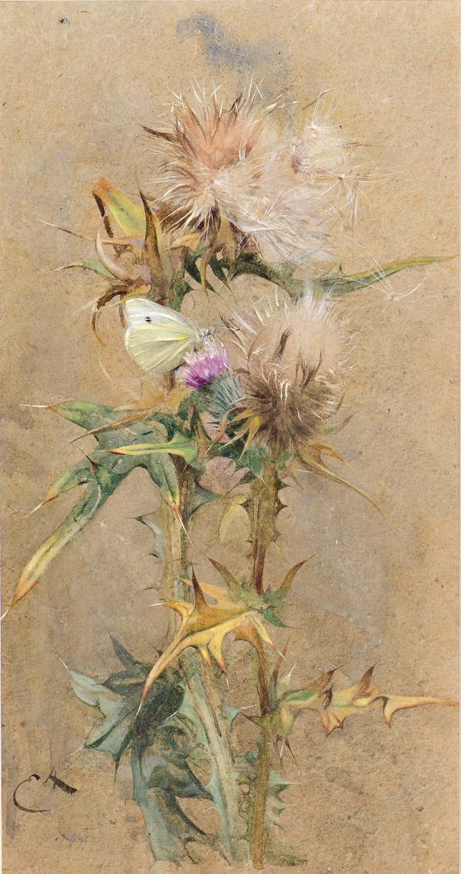 Cardos e Borboletas (aguarela) de Edwin John Alexander