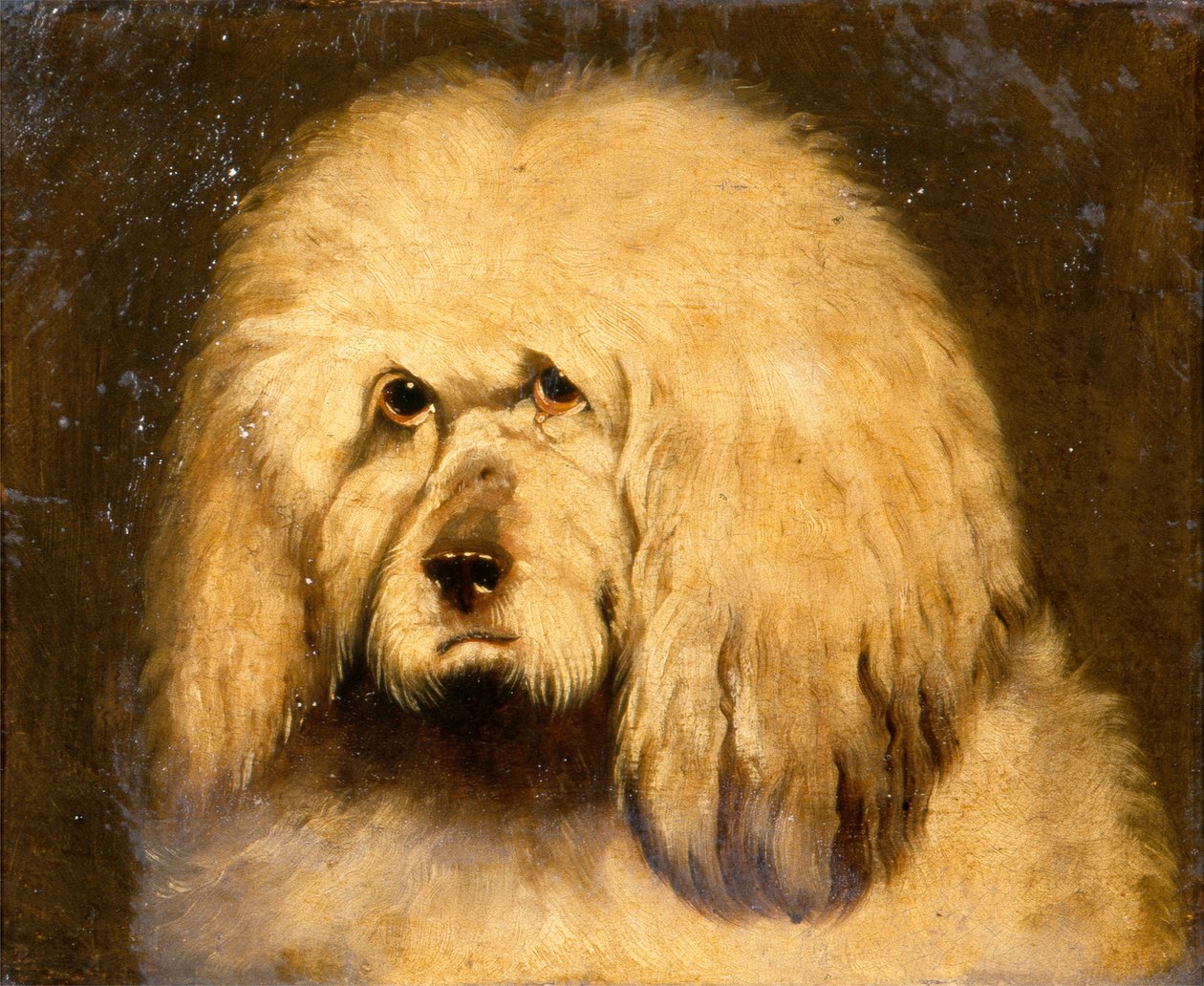 Estudo de uma cabeça de cão (óleo sobre tela) de Edwin Landseer