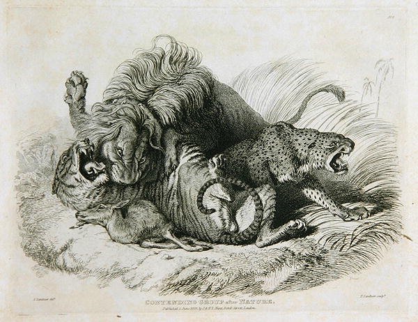 Contendendo grupo após a natureza, placa 6 de vinte gravuras de leões, tigres, panteras & leopardos ... gravada por Thomas Landseer (1795-1880) 1823 de Edwin after Landseer