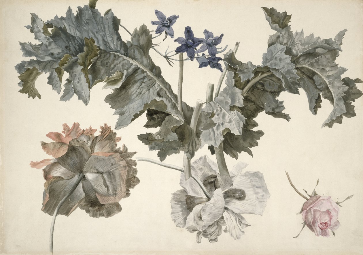 PD.424-1973 Papoulas de ópio com duas flores, folhas de papoula, delphinium e um botão de rosa de Eelke Jelles Eelkema