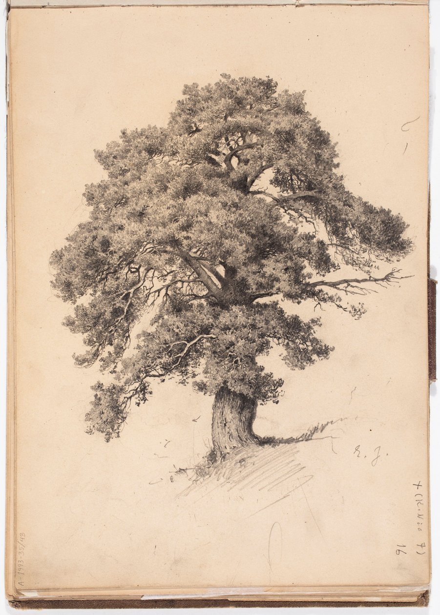 Pinheiro, página do caderno de esboços de Järnefelt de Eero Järnefelt