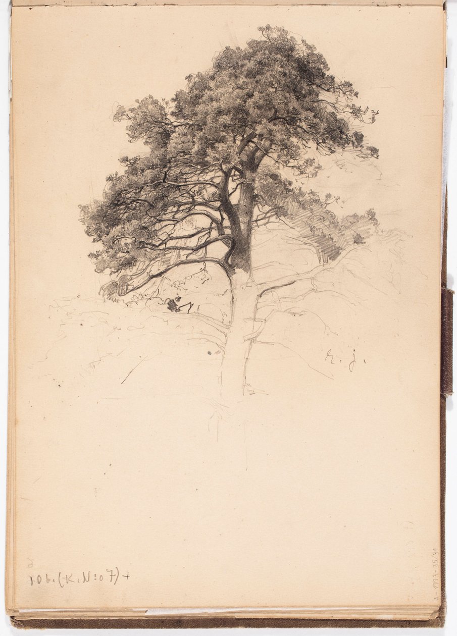 Copa de um pinheiro, página do caderno de esboços de Järnefelt de Eero Järnefelt
