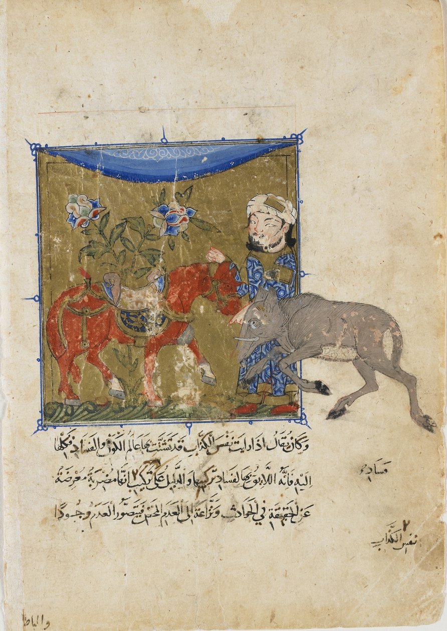 O javali e o cavalo, folio de um Sulwan al-Muta de Ibn Zafar, dinastia mameluca, c.1335 (aguarela opaca, tinta e ouro sobre papel) de Egyptian