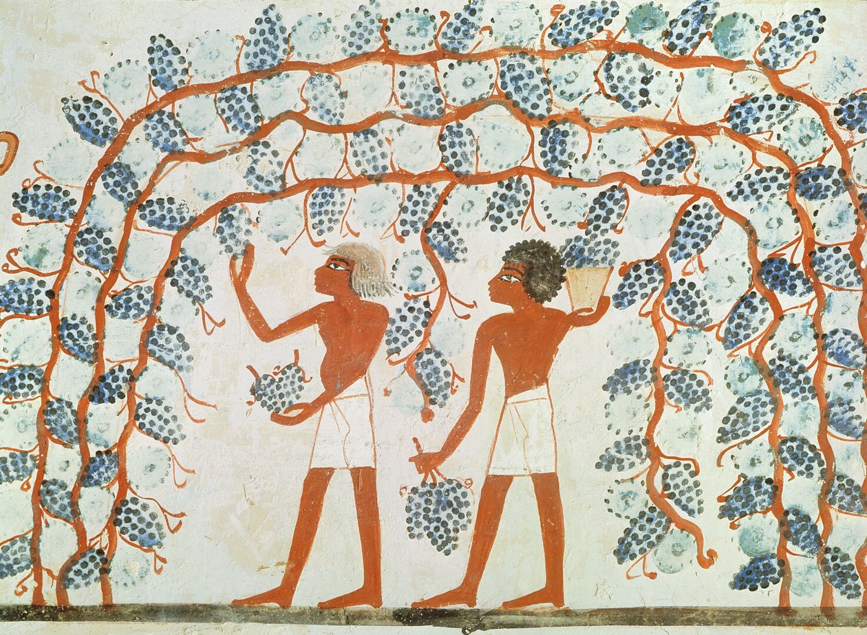 Colheita de uvas, do túmulo de Nakht, New Kingdom (pintura de parede) de Egyptian 18th Dynasty