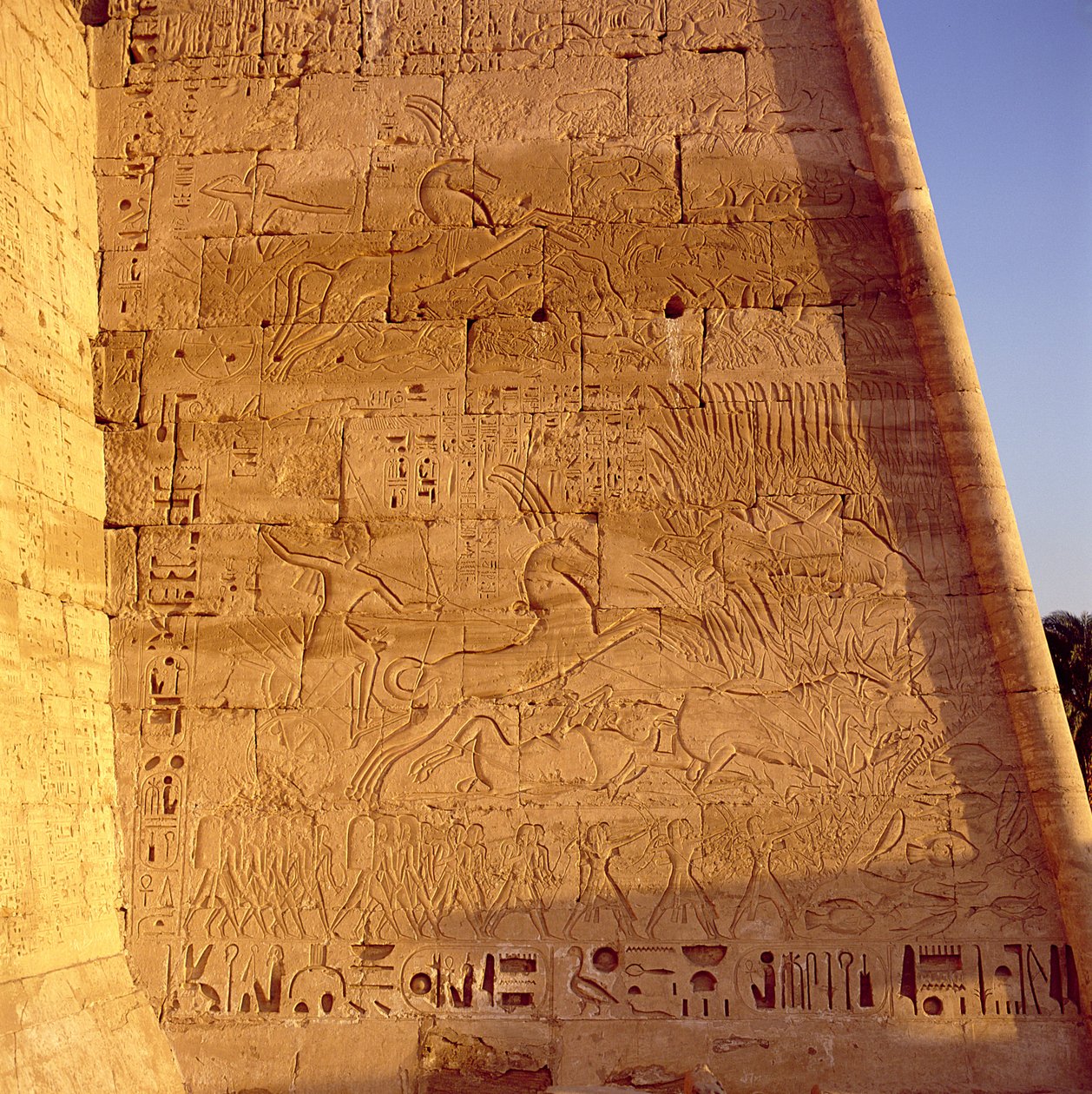 Ramesses III (c.1184-1153 aC) caça de touros selvagens do primeiro Pylon do Templo de Ramsés III, alívio, New Kingdom de Egyptian 20th Dynasty